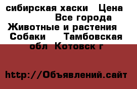 l: сибирская хаски › Цена ­ 10 000 - Все города Животные и растения » Собаки   . Тамбовская обл.,Котовск г.